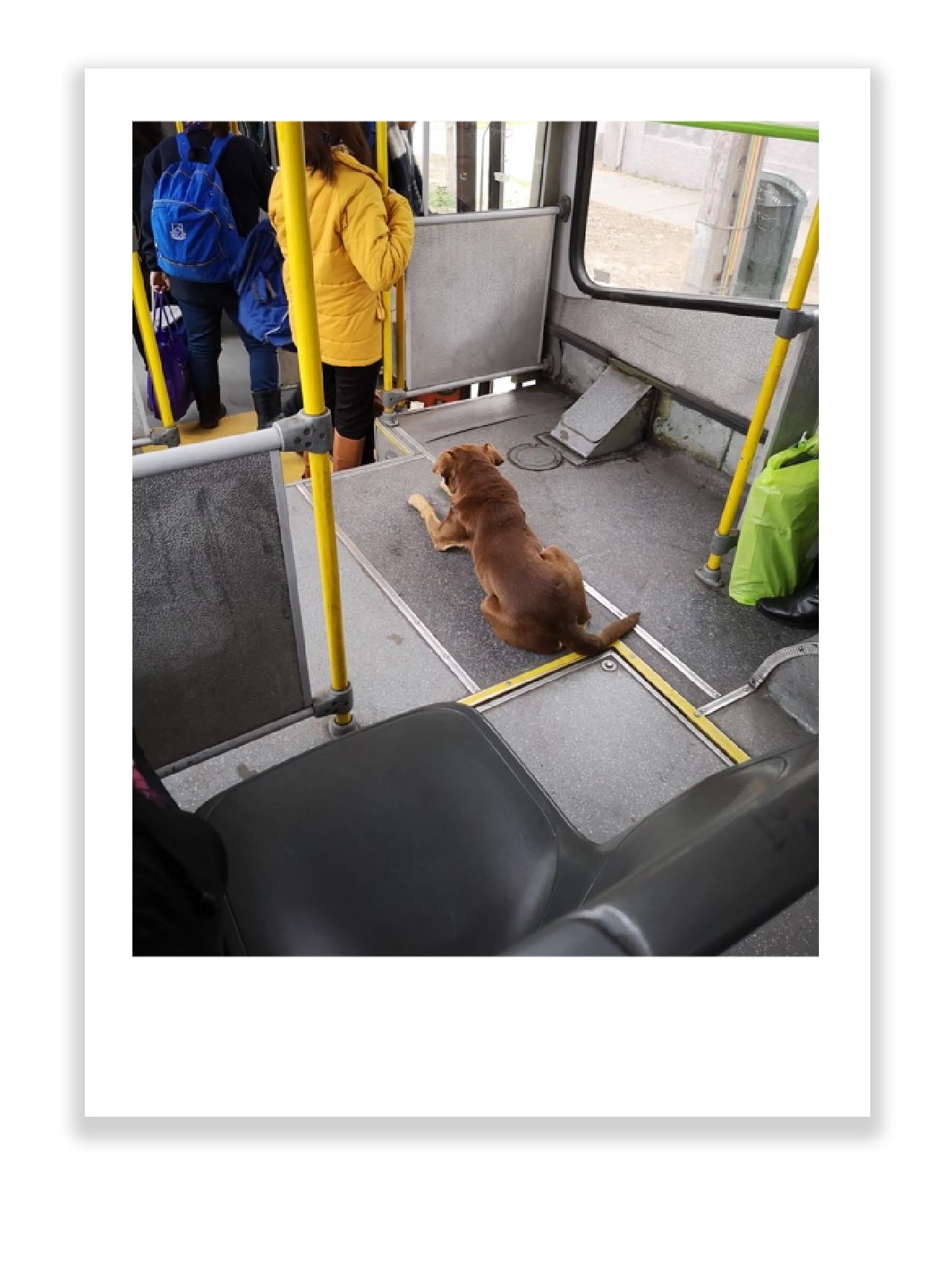perro en transporte publico